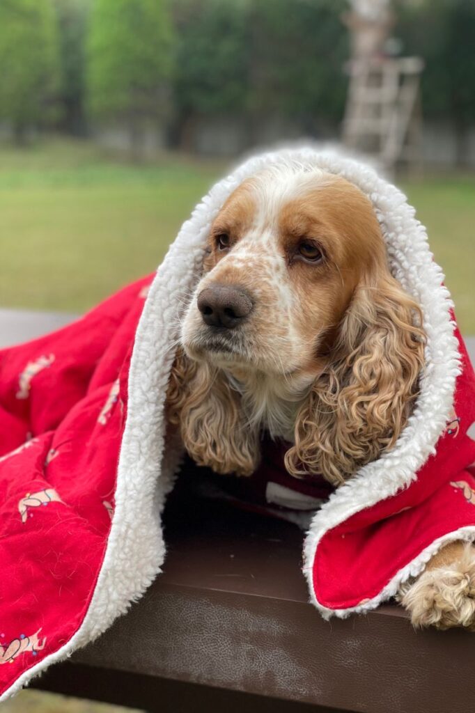 dog blanket