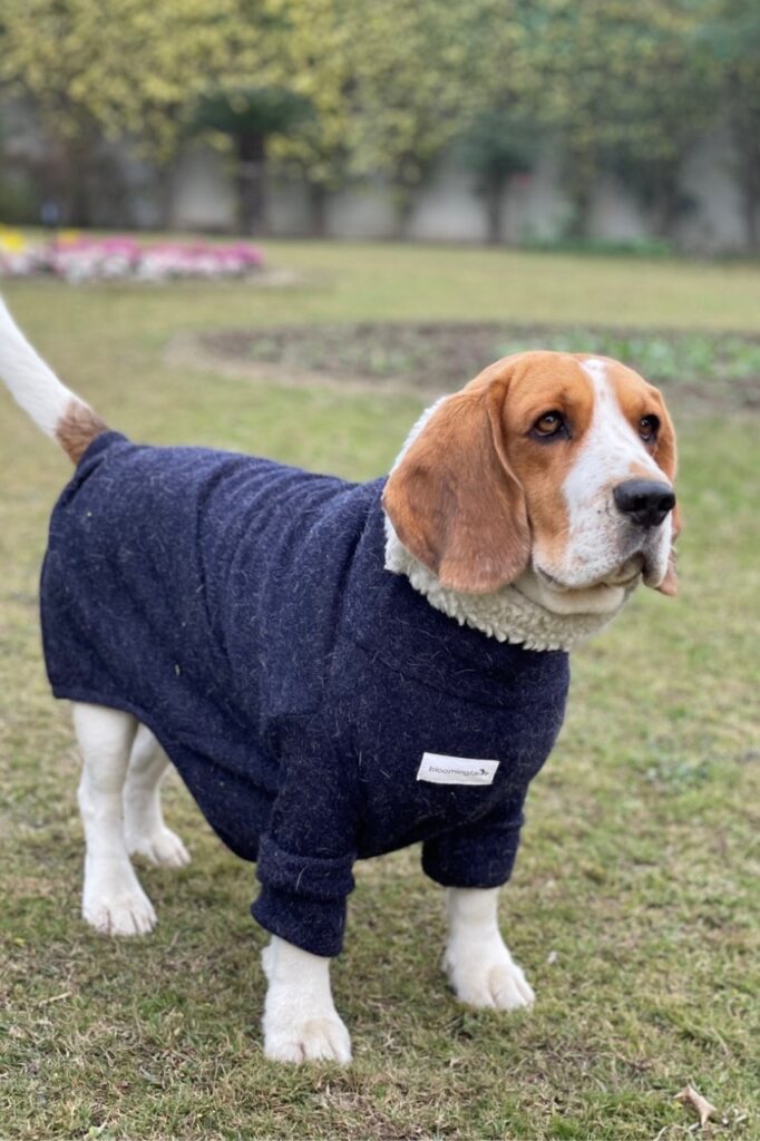 dog sweater