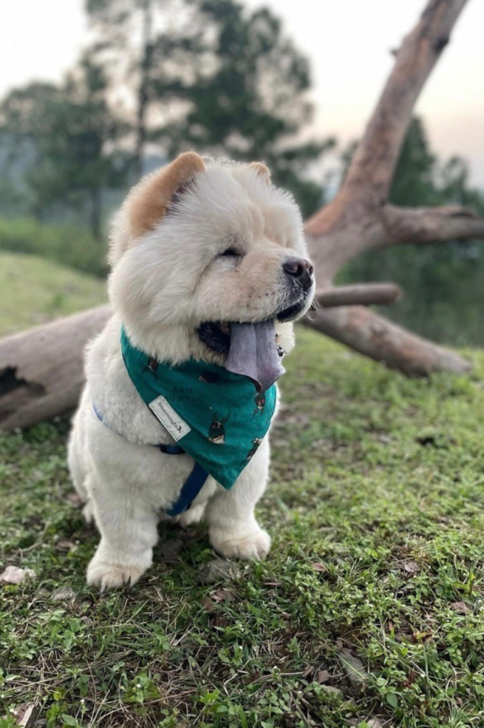 Dog bandana