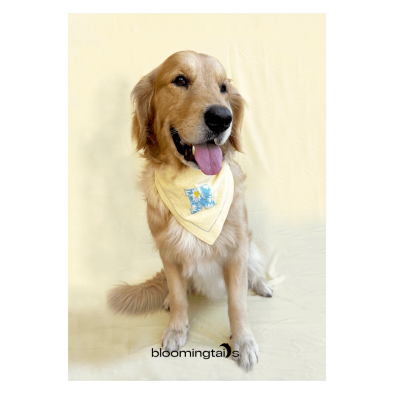 dog wearing Bunny Custom Dog Bandana; dog name customised bandana