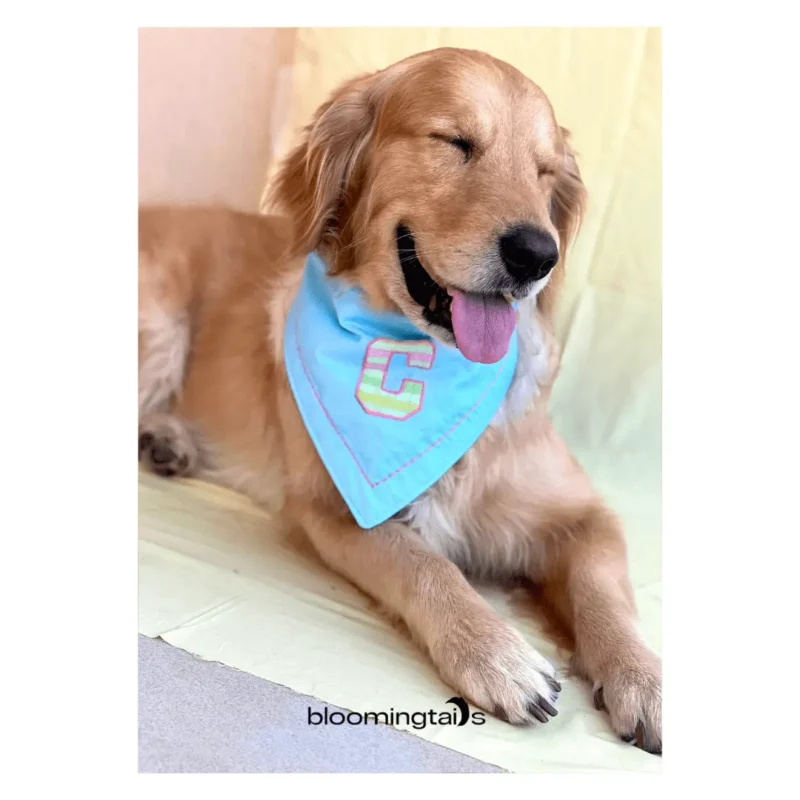 dog wearing candy-cloud-Custom-Dog-Bandana; dog name customised bandana