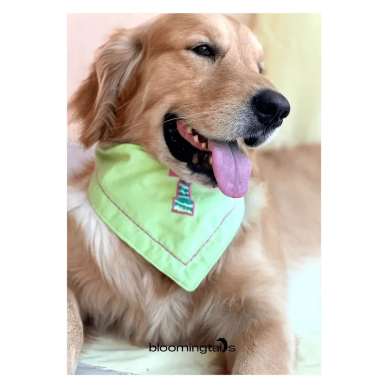 dog wearing lime drop Custom Dog Bandana; dog name customised bandana