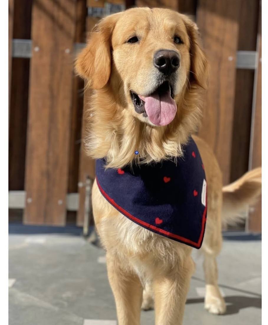 Love Struck Dog Bandana; dog-wearing-blue-bandana