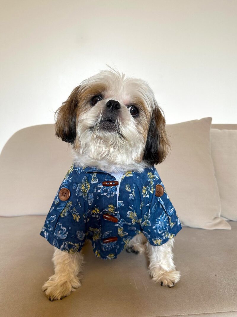 dog wearing ajrakh kurta