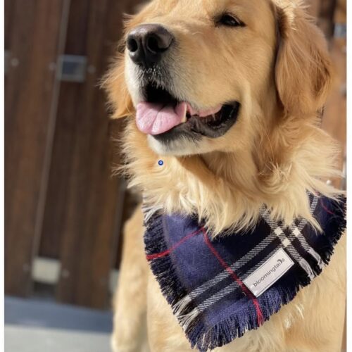Be My Boo Dog Bandana; dog-wearing-blue-bandana