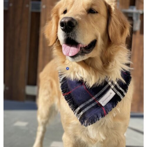 Be My Boo Dog Bandana; dog-wearing-blue-bandana