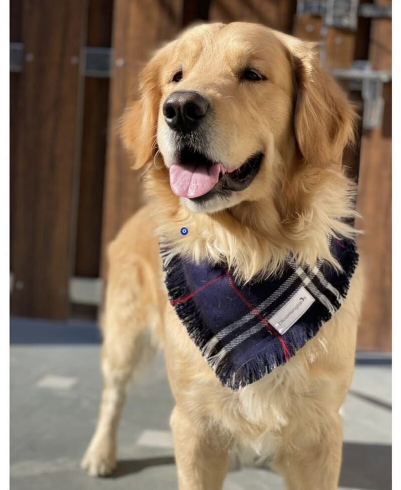 Be My Boo Dog Bandana; dog-wearing-blue-bandana
