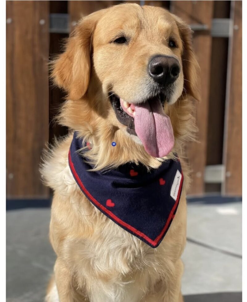 Love Struck Dog Bandana; dog-wearing-blue-bandana