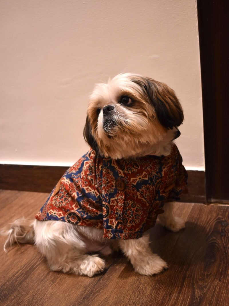 rakhi kurta for dogs; diwali outfit for dogs