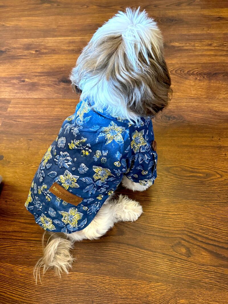 rakhi outfit for dogs